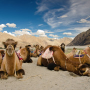 Bactrian camels Nubra valley