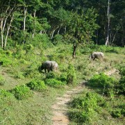 Rhino spotting at Chitwan National Park in Chitwan