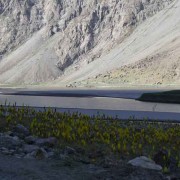 Wild flowers along the Pyanj River Tajik Afghan border