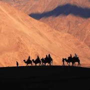 safaris in ladakh