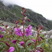 valley-of-flowers-hemkund-sahib