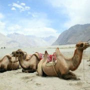  White-Sand-dune-Bactrian-Camels