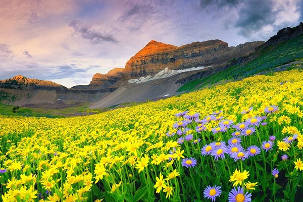 valley-of-flowers1