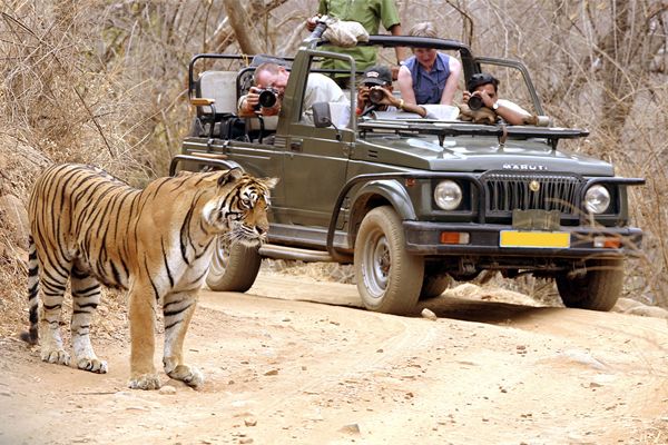 BANDHAVGARH & KHAJURAHO - Tiger Safari