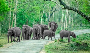 Elephants-on-the-way-Bandipur-National-Park