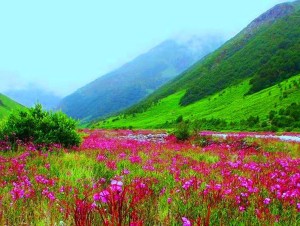 valley of flower